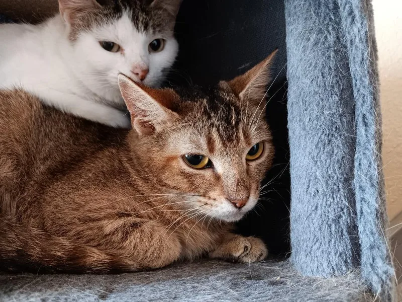 A baby medium-sized female Domestic Short Hair cat named Cajou for adoption in New Braunfels, TX