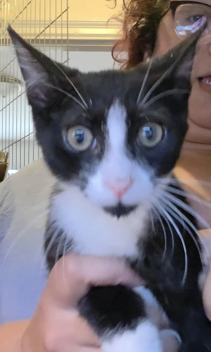 A baby small-sized female Black & White / Tuxedo Domestic Short Hair cat named Harmonica for adoption in New York, NY