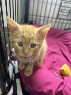 A baby medium-sized female Domestic Short Hair cat named LeNora for adoption in West Memphis, AR