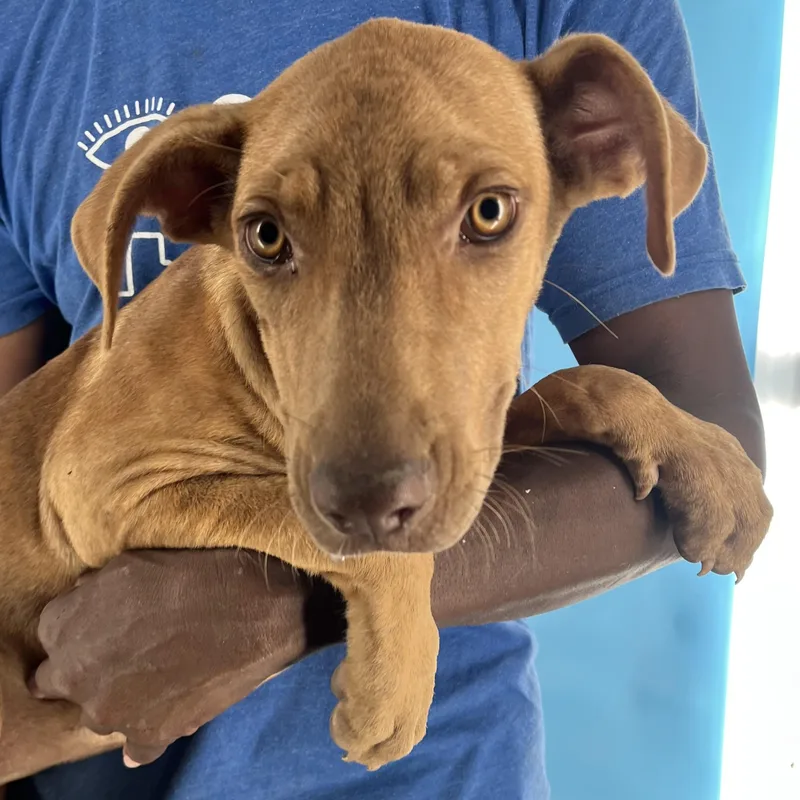 Carmela  Local April thumbnail 2