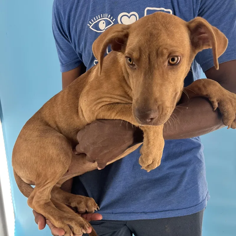 Carmela  Local April thumbnail 3