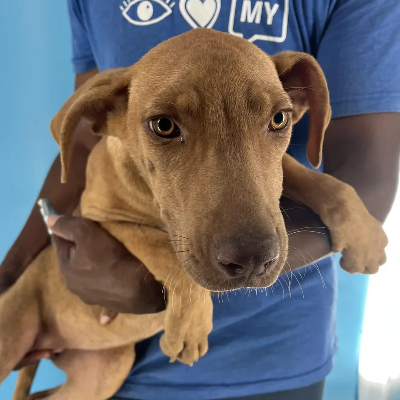 Carmela  Local April thumbnail 4