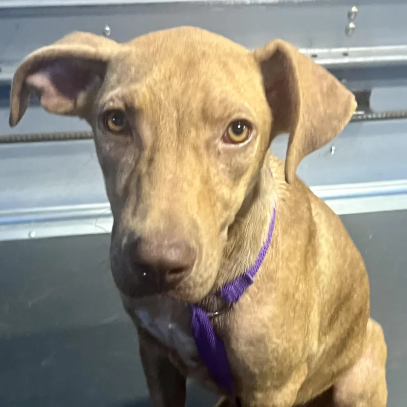 Carmela  Local April thumbnail 5