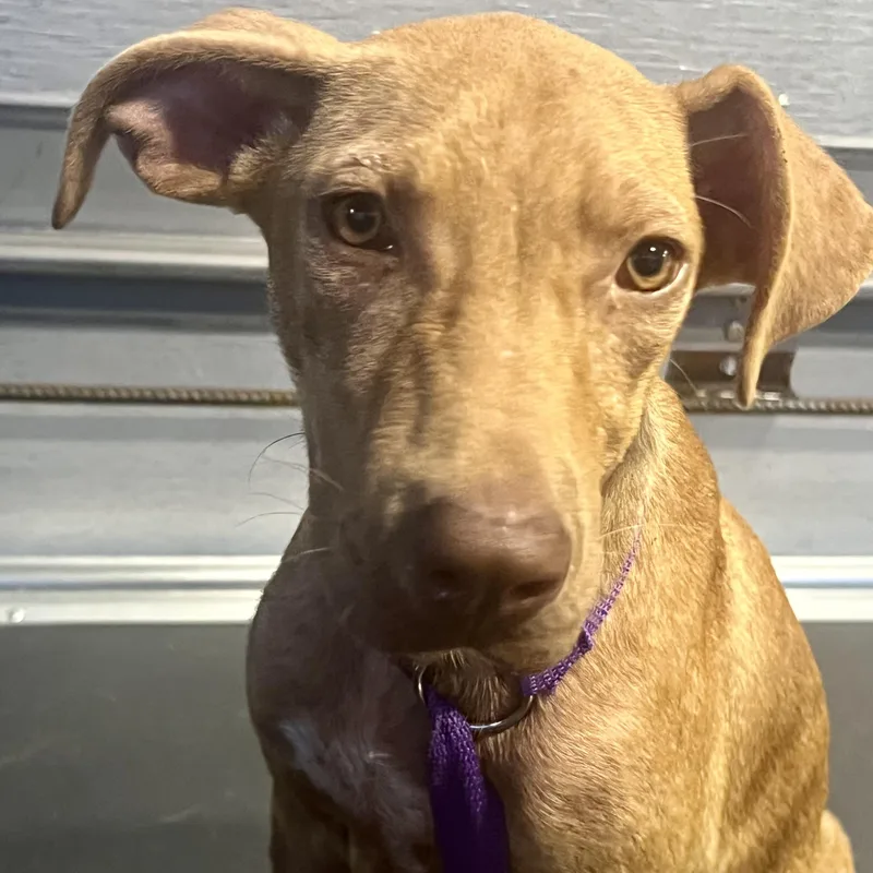 Carmela  Local April