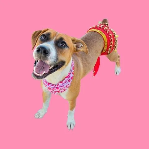 A young large-sized female Pit Bull Terrier dog named Shakira for adoption in Bakersfield, CA