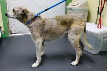 A senior medium-sized male Terrier dog named Thomas for adoption in Picayune, MS