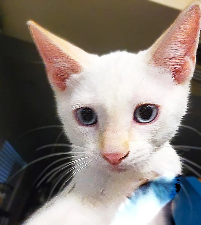 A baby medium-sized female Domestic Short Hair cat named Sandee for adoption in Fort Myers, FL