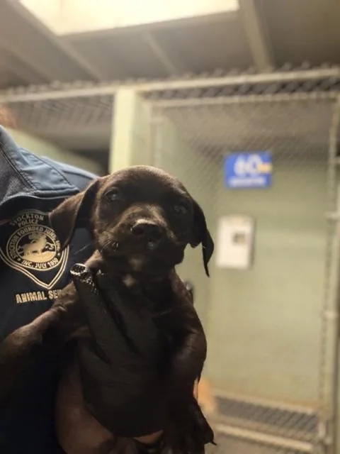 A baby small-sized male Terrier dog named Jubilee for adoption in Stockton, CA