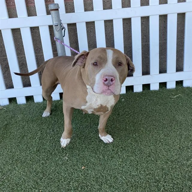 An adult extra large-sized female Pit Bull Terrier dog named Dallas for adoption in Modesto, CA