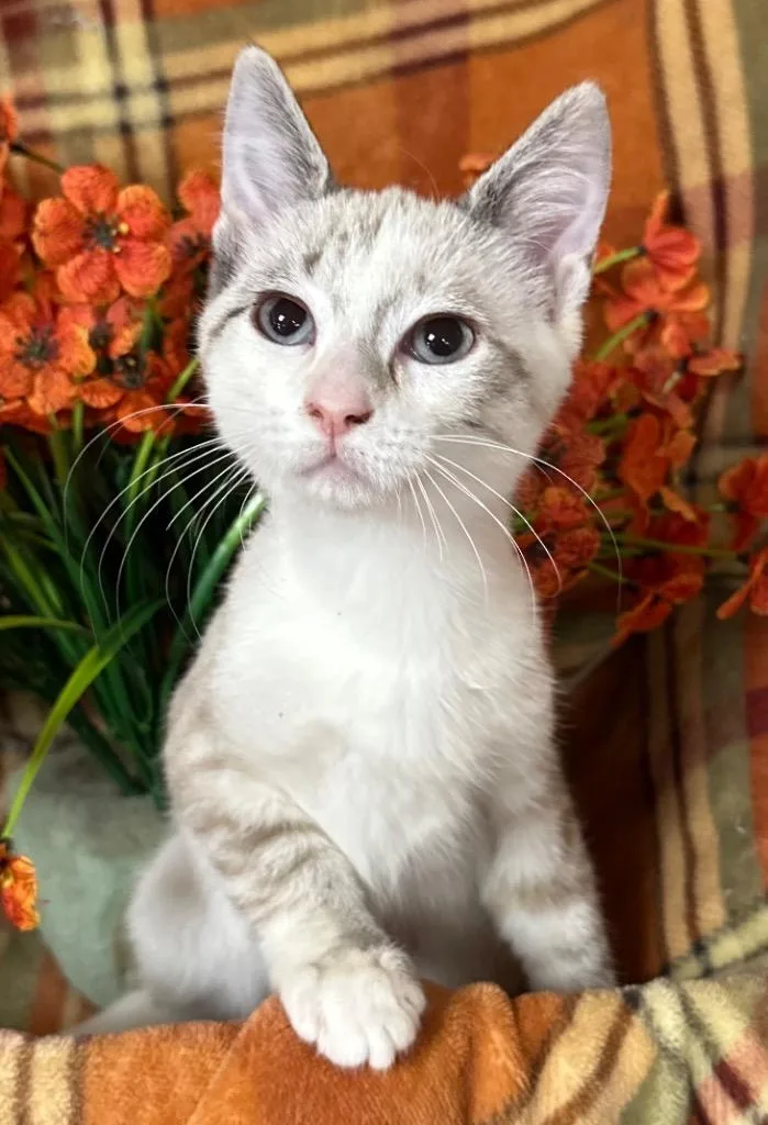 A baby small-sized female Domestic Short Hair cat named Mercedes for adoption in Stillwater, OK