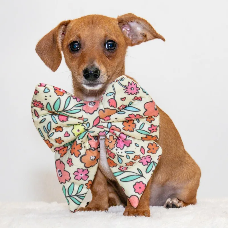 A baby small-sized female Brown / Chocolate Chihuahua dog named Fiona for adoption in Orlando, FL