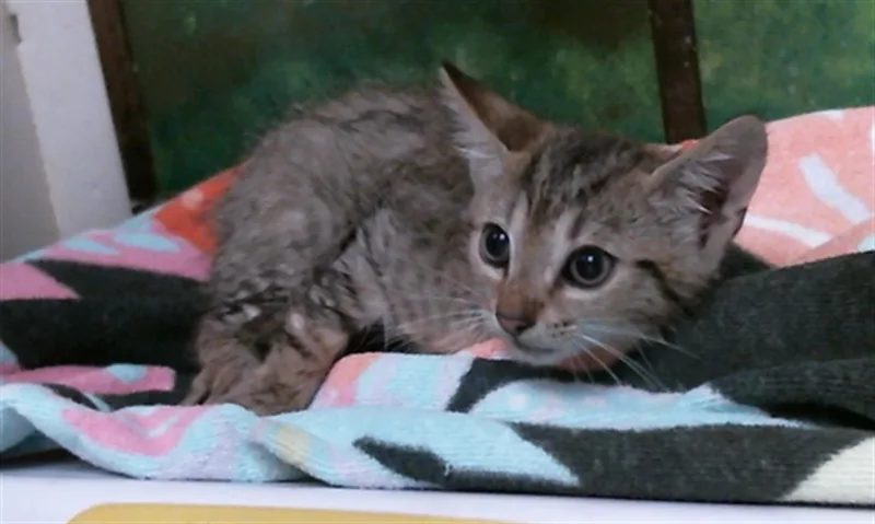A baby small-sized male Domestic Short Hair cat named A for adoption in Houston, TX