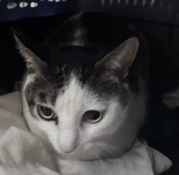 An adult medium-sized male Domestic Short Hair cat named Alphie for adoption in Escondido, CA