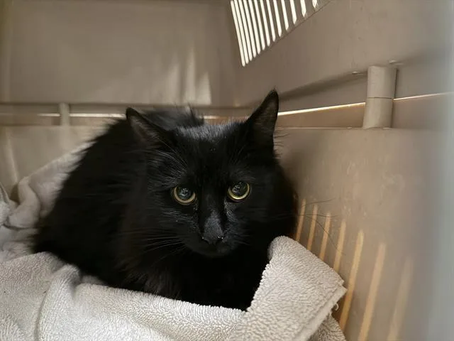 A young small-sized male Turkish Angora cat named Zeno for adoption in Tucson, AZ