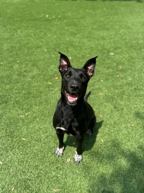 An adult medium-sized female Shepherd dog named Marbles for adoption in Houston, TX