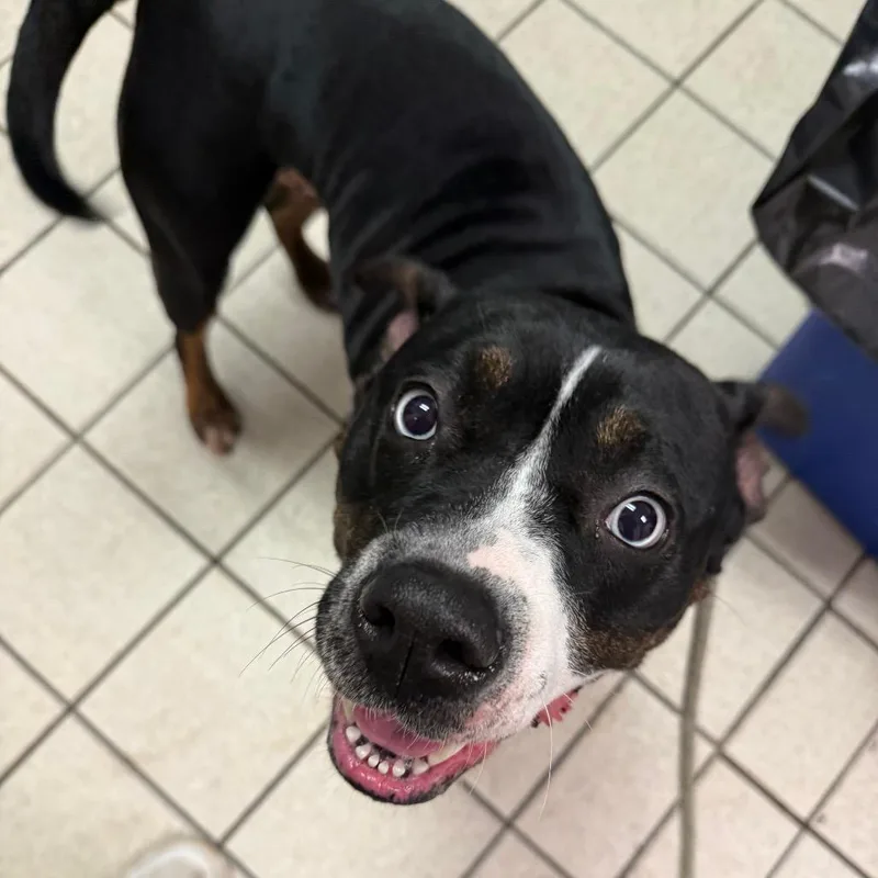 An adult medium-sized female Black Mixed Breed dog named Cocomelon for adoption in Charleston, WV