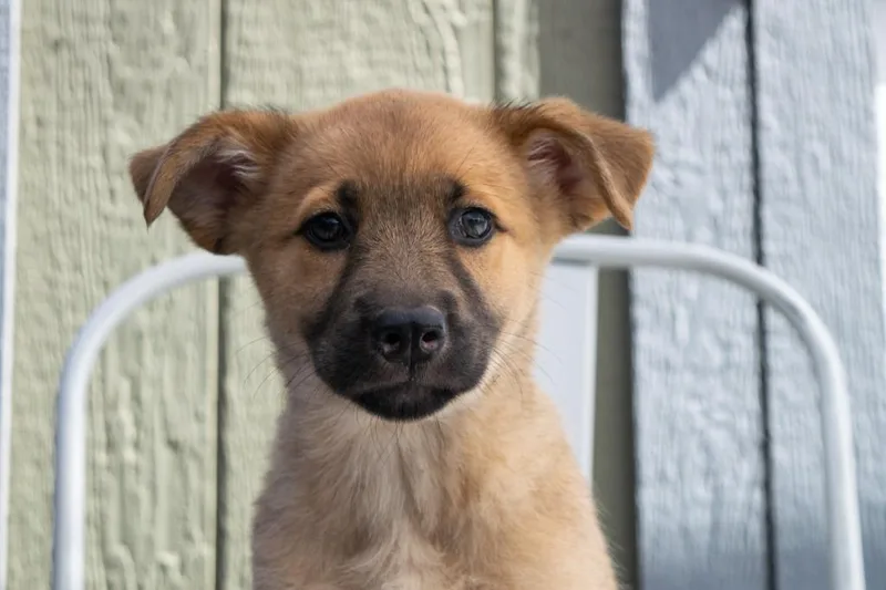 A baby medium-sized female Golden Retriever dog named Annie for adoption in Savage, MN