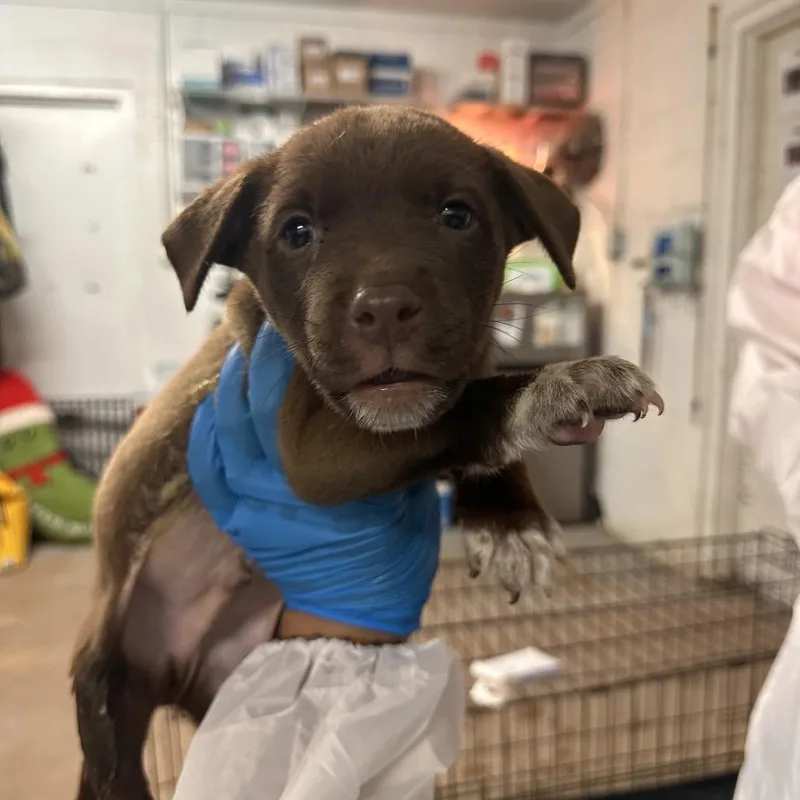 A baby small-sized male Brown / Chocolate Shepherd dog named Chase for adoption in Edinburg, TX