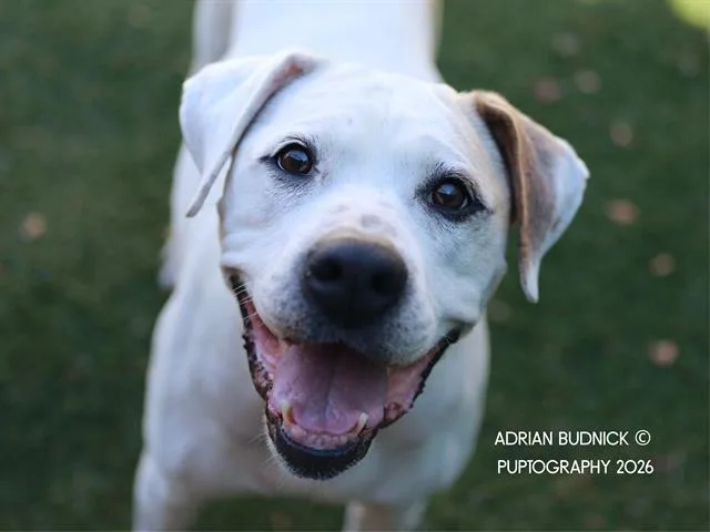 An adult large-sized female Mixed Breed dog named Amethyst for adoption in Nashville, TN