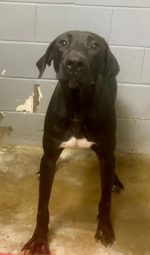 An adult medium-sized male Labrador Retriever dog named Ronin for adoption in North Vernon, IN