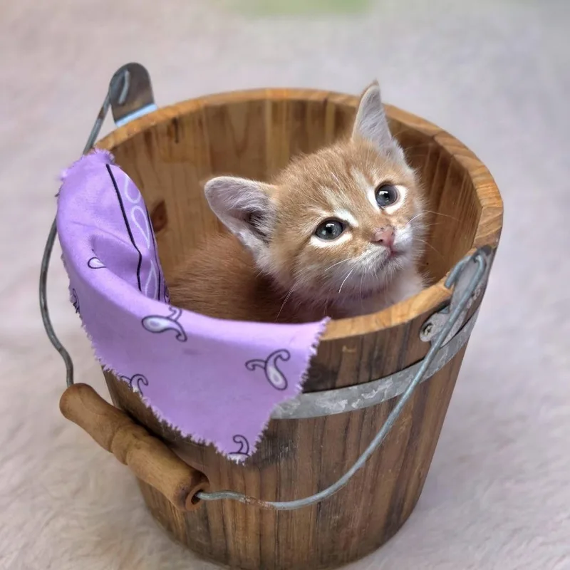 A baby small-sized male Orange / Red Domestic Short Hair cat named CincoC for adoption in East Saint Louis, IL