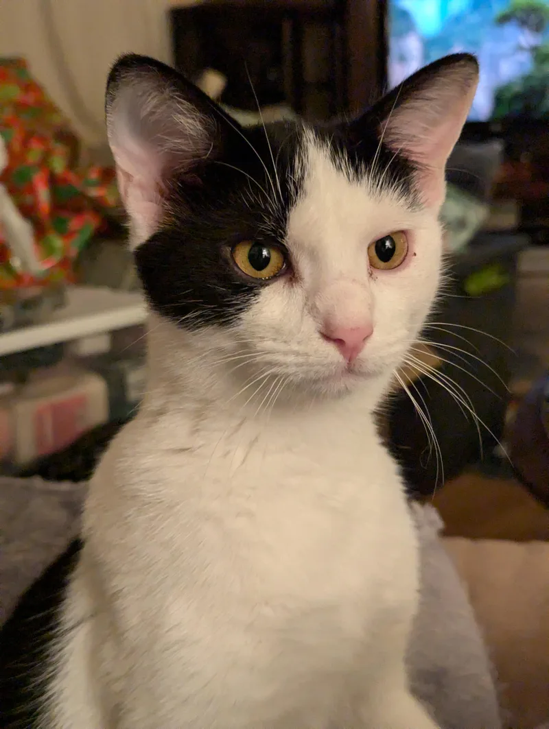 Chickadee thumbnail 2