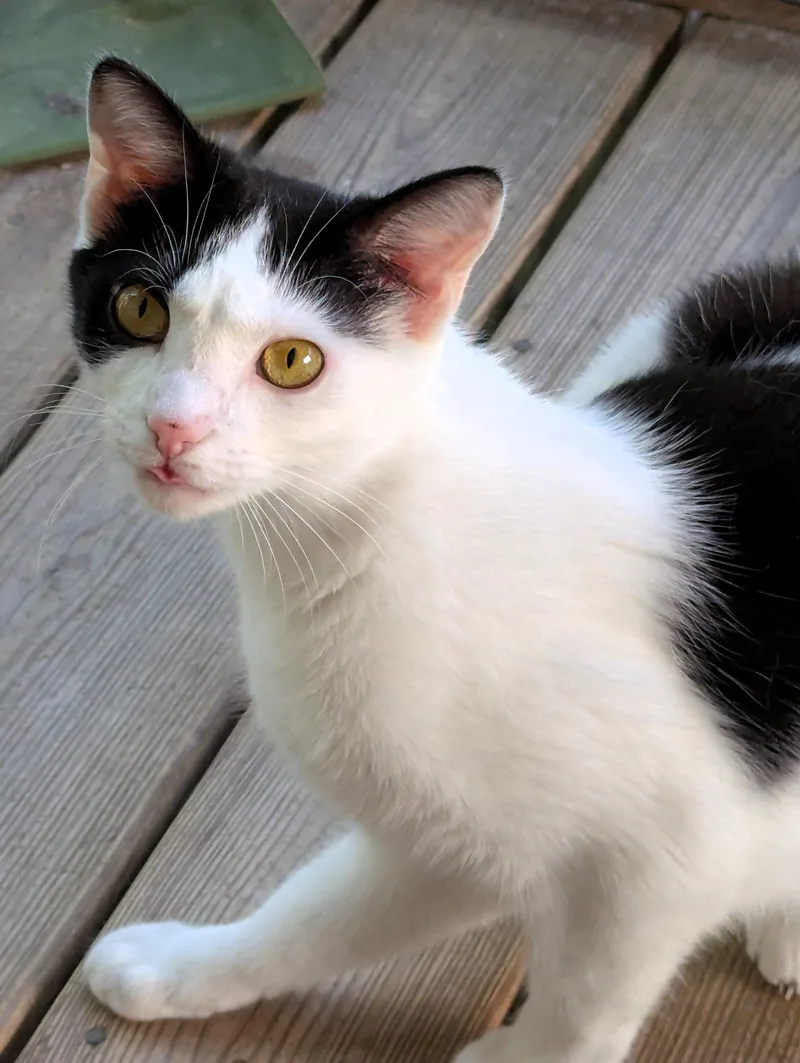 Chickadee thumbnail 3