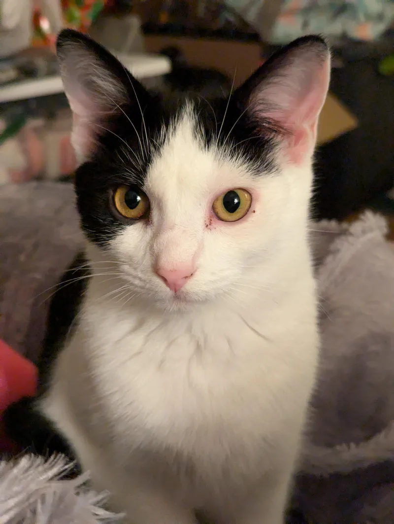 Chickadee thumbnail 4