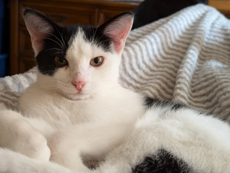 Chickadee thumbnail 5