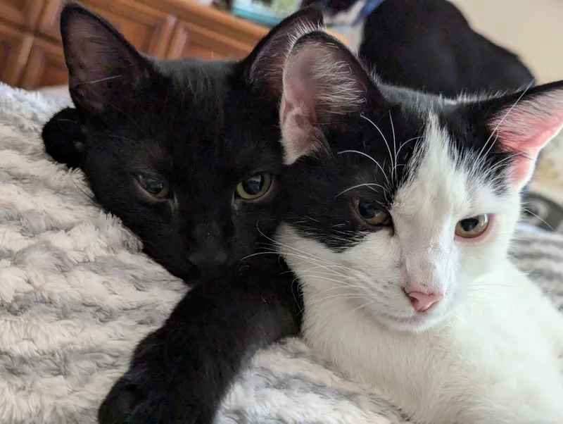 Chickadee thumbnail 6