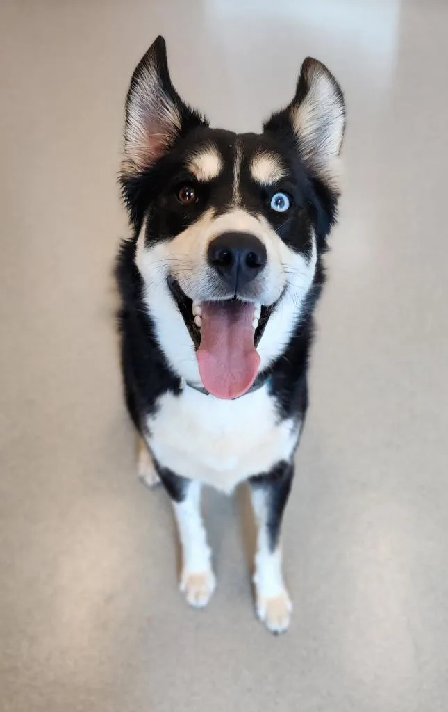 Tundra
