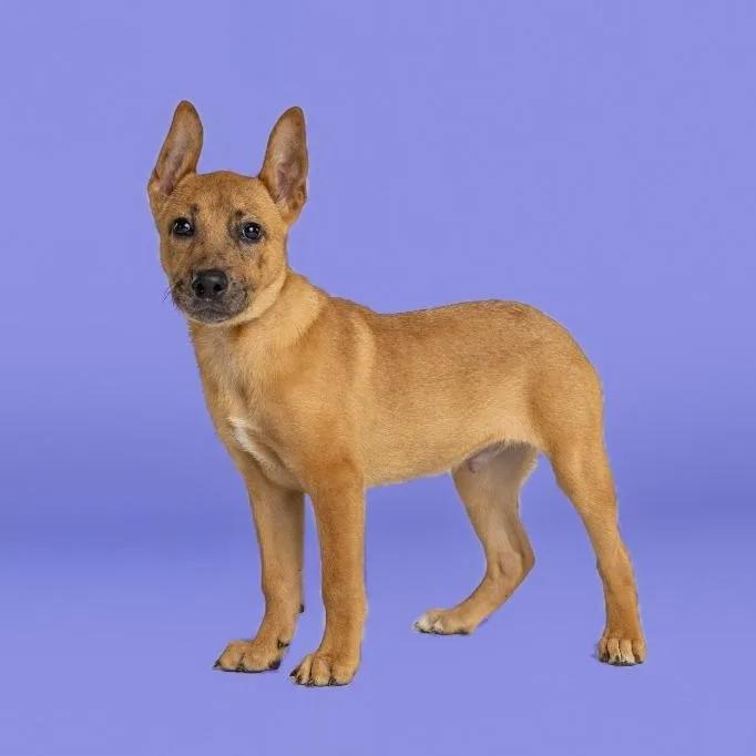 Beauregard