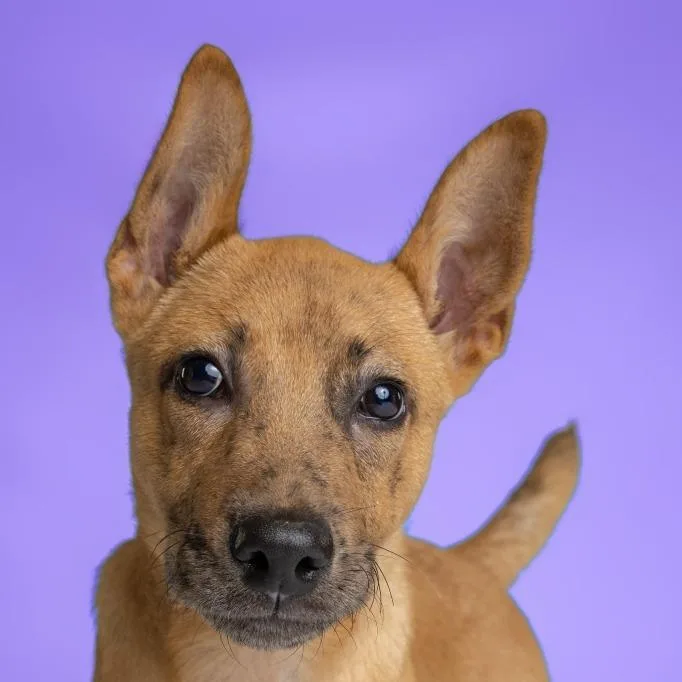 Beauregard thumbnail 2