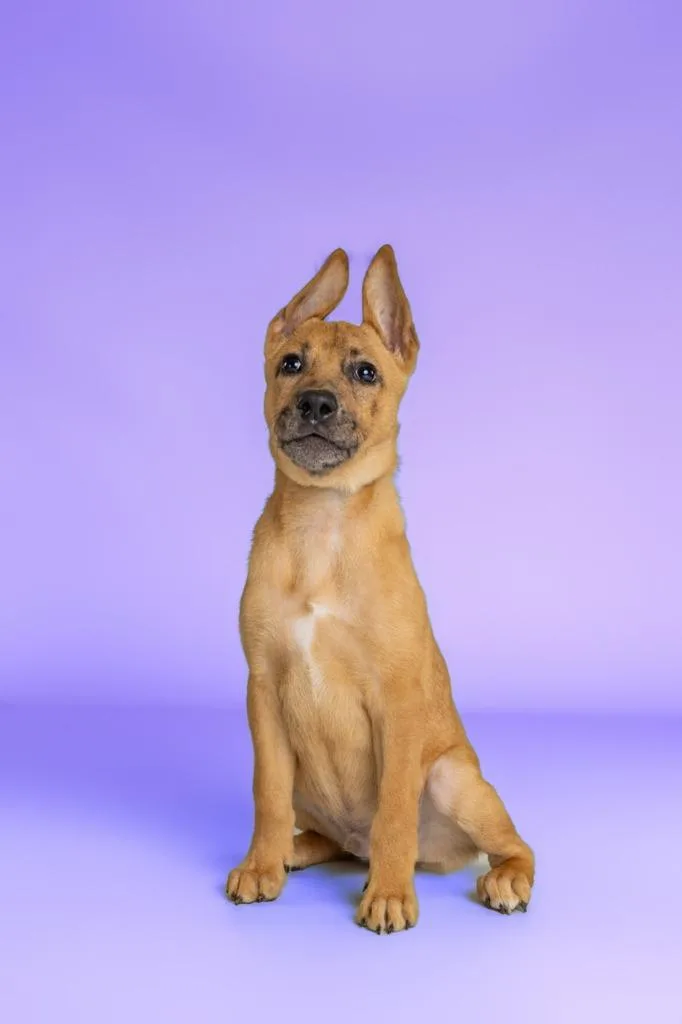 Beauregard thumbnail 4