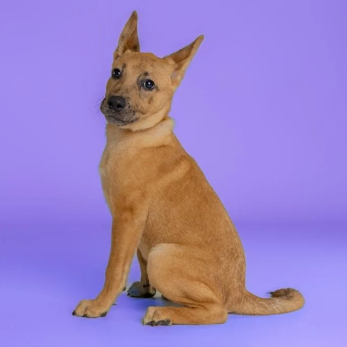 Beauregard thumbnail 5