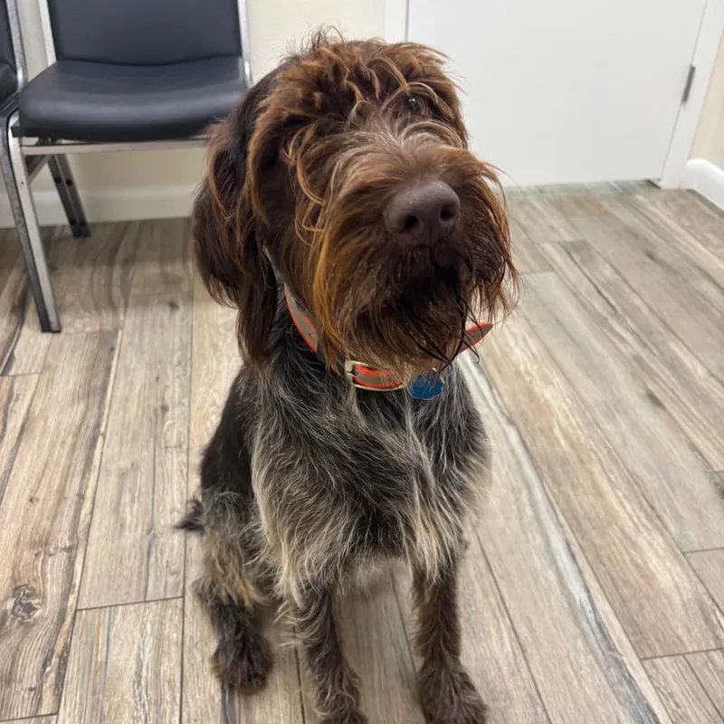 An adult small-sized female Brown / Chocolate German Wirehaired Pointer dog named Greta for adoption in Santa Rosa, CA