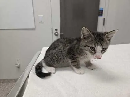 A baby small-sized male Brown / Chocolate Domestic Short Hair cat named Cruiser for adoption in Kansas City, MO