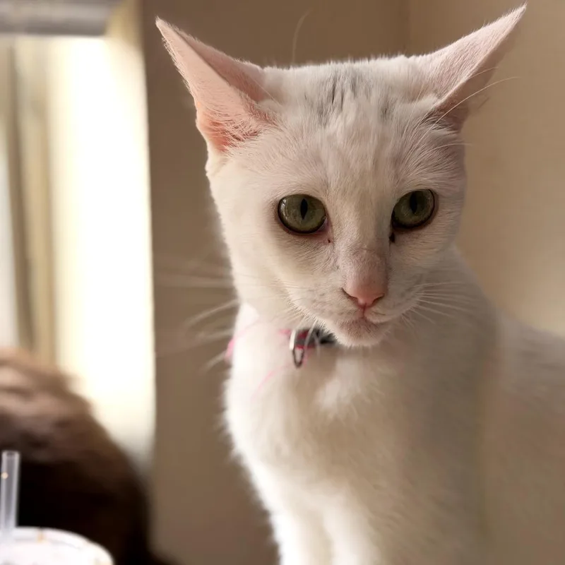 An adult small-sized female White Domestic Short Hair cat named Dolly for adoption in Fort Worth, TX