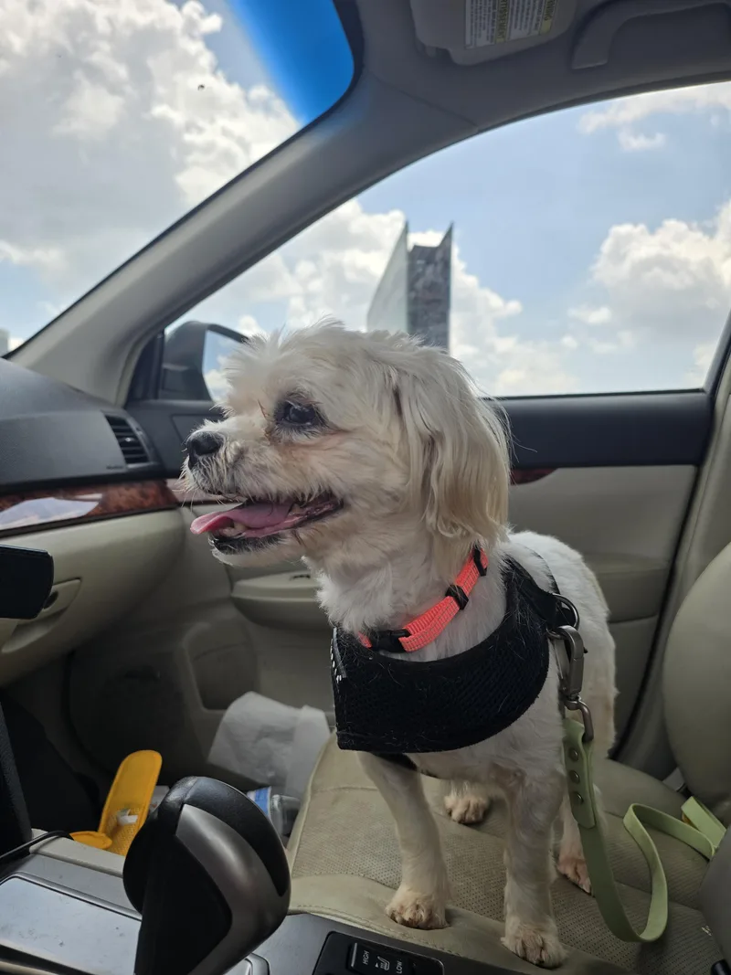Phoebe