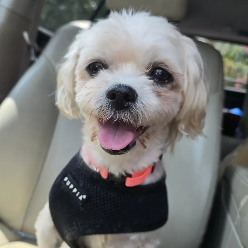 Phoebe thumbnail 2