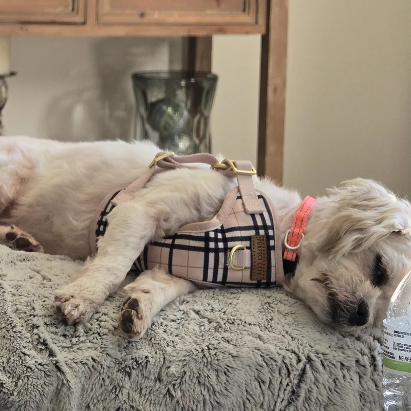 Phoebe thumbnail 3