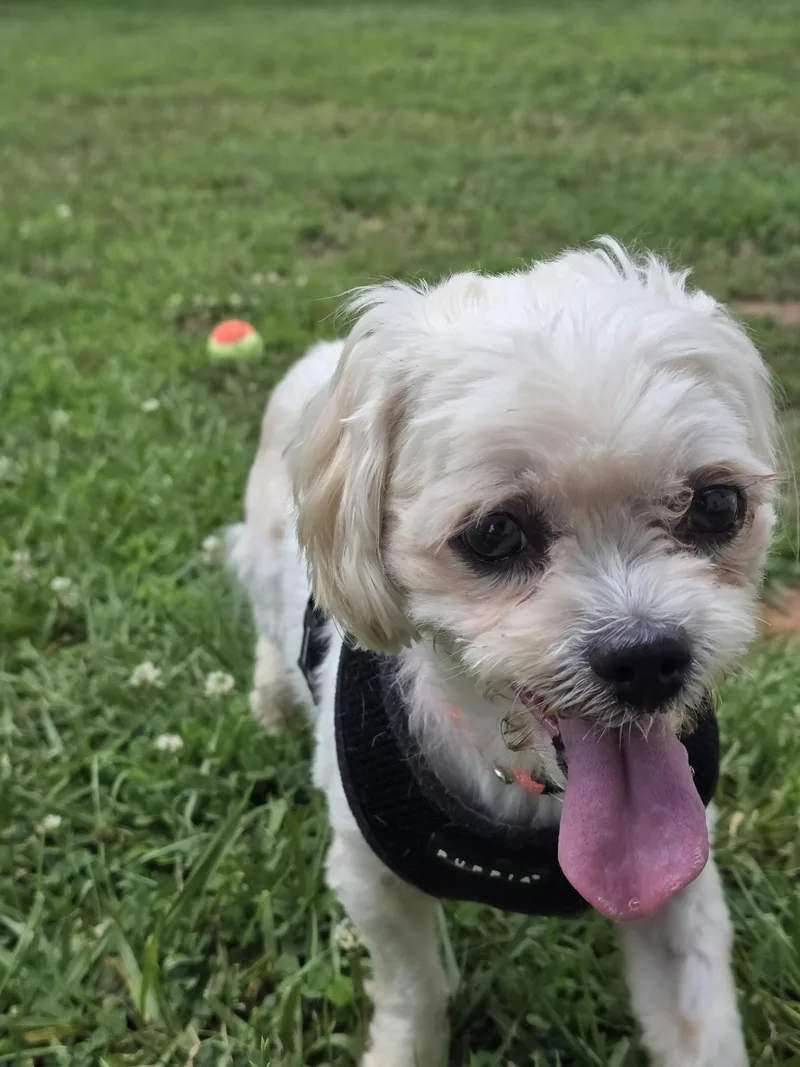 Phoebe thumbnail 4
