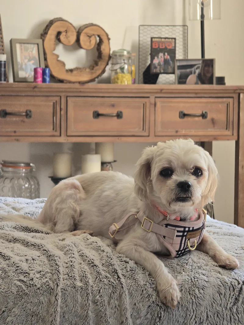 Phoebe thumbnail 6
