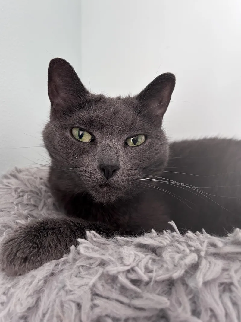 An adult medium-sized female Gray / Blue / Silver Domestic Short Hair cat named Scarlet  Chow Hound for adoption in Grand Rapids, MI