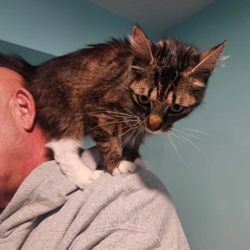 A young medium-sized female Tabby (Buff / Tan / Fawn) Domestic Medium Hair cat named Penelope for adoption in Brooklyn, MI