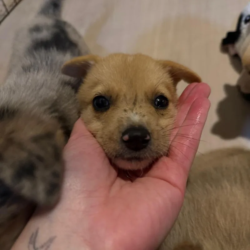 A baby small-sized female Brown / Chocolate Mixed Breed dog named Olympus for adoption in Buffalo, MN