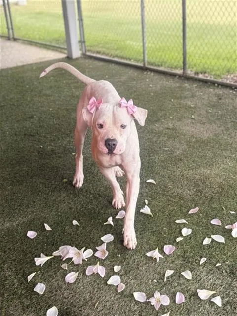 A young large-sized female American Bulldog dog named Opie for adoption in Miami, FL