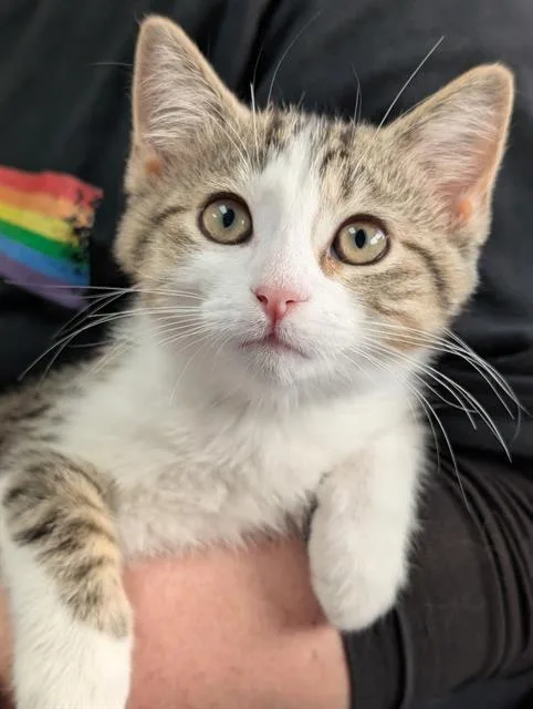 Oliver
