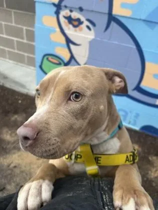 An adult large-sized female Pit Bull Terrier dog named Magenta for adoption in Atlanta, GA