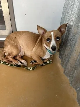 An adult small-sized female Yellow / Tan / Blond / Fawn Chihuahua dog named Muffin for adoption in Cibolo, TX